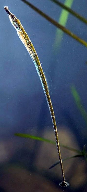 Syngnathus abaster_04